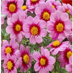 18USD Ngryise 5Pcs A Set MIGNON ROSE Dahlia BULB