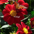 18USD Ngryise 5Pcs A Set Mingon Red Dahlia BULB