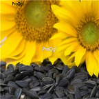 19usd Ngryise 2000Pcs A Set Peredovik Sunflower seed