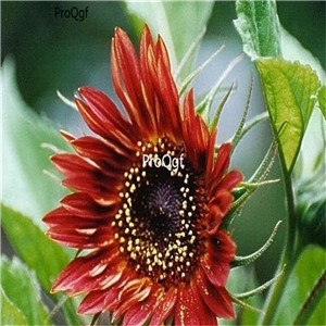 19usd Ngryise 2000Pcs A Set VELVET QUEEN RED sunflower  seed