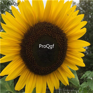 19usd Ngryise 2000Pcs A Set Dye Heirloom Sunflower Helianthus seed