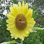 19usd Ngryise 2000Pcs A Set USA LEMON QUEEN SUNFLOWER  seed
