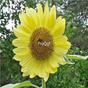 19usd Ngryise 2000Pcs A Set USA LEMON QUEEN SUNFLOWER  seed