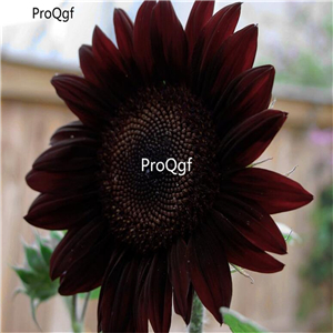 19usd Ngryise 2000Pcs A Set Black Beauty Almost Black Sunflower seed