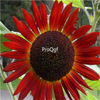 19usd Ngryise 2000Pcs A Set dark red Sunflower seed