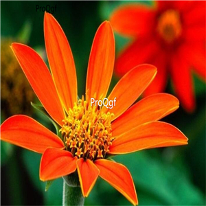 19usd Ngryise 2000Pcs A Set  Torch MEXICAN SUNFLOWER seed