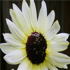 19usd Ngryise 2000Pcs A Set  Italian White Sunflower seed