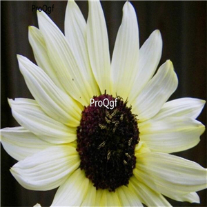 19usd Ngryise 2000Pcs A Set  Italian White Sunflower seed