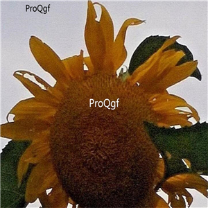 19usd Ngryise 2000Pcs A Set Single Huge Head sunflower seed