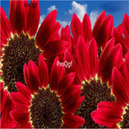 18usd Ngryise 2000Pcs A Set red red sunflower seed