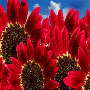 18usd Ngryise 2000Pcs A Set red red sunflower seed