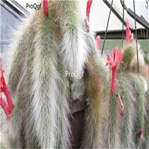 18usd Ngryise 50Pcs A Set hildewintera Colademononis seed