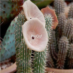 18usd ngryise 50pcs Hoodia Cactus Kalahari Cactus  seed