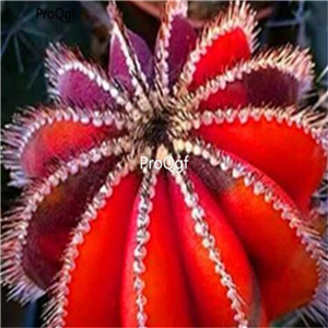 19usd Ngryise 50Pcs A Set red cactus seed