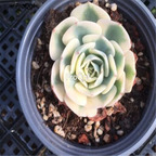 15usd Ngryise 1Pcs A Set  Echeveria Lenore Dean vareigated plant