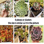 18usd Ngryise 1 Set clusters of rare Succulent Cutting plant