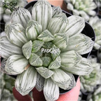 25Usd ngryise 2pcs white spotted Haworthia PLANT