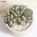19usd Ngryise 3Pcs A Set Cotyledon Choco Line plant