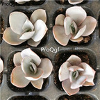 18usd Ngryise 3Pcs A Set Echeveria cante Glass plant