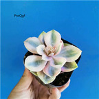 19usd Ngryise 3Pcs A Set Echeveria sugar candy plant