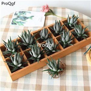 19Usd Ngryise 10Pcs A Set Haworthia Duval PLANT