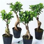 19usd Ngryise 3Pcs A Set banyan Ficus microcarpa plant