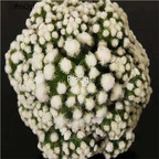 19usd ngryise 2pcs Mammillaria gracilis Arizona Snowcap mingrixiang plant