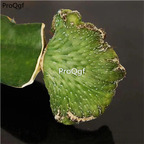 19usd Ngryise 2Pcs A Set zhaocai cactus plant