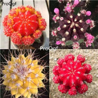 39usd Ngryise 1 Set as photo show cactus plant