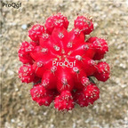 19usd Ngryise 2Pcs A Set hongmudan cactus plant