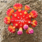 19usd Ngryise 2Pcs A Set caiqiu cactus plant