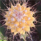 19usd Ngryise 2Pcs A Set huangboluo plant