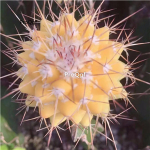 19usd Ngryise 2Pcs A Set huangboluo plant