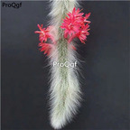 19usd Ngryise 2Pcs A Set  Hildewintera colademononis plant