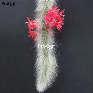 19usd Ngryise 2Pcs A Set  Hildewintera colademononis plant