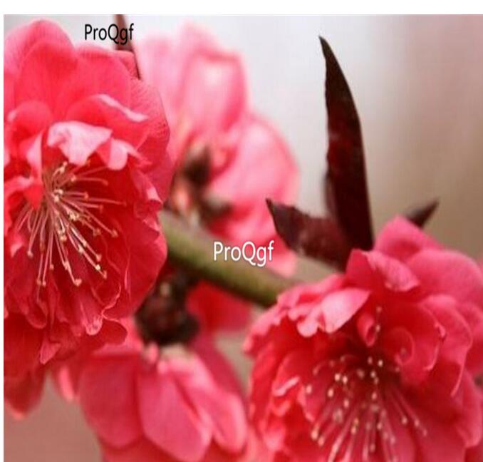 19usd Ngryise 30Pcs A Set Prunus persica Atropurpurea seed