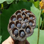19usd Ngryise 100Pcs A set Natural lotus can grow need cut hole of one edge seed