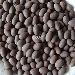 19usd Ngryise 100Pcs A set Natural lotus can grow need cut hole of one edge seed