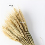 19usd Ngryise 8000Pcs A set Real Wheat many series seed