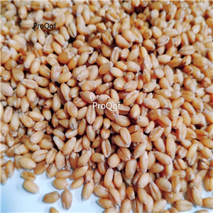 19usd Ngryise 8000Pcs A set Real Wheat many series seed