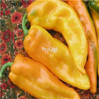 19usd Ngryise 3000Pcs A set Ringo F1 Sweet Pepper seed