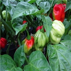 19usd Ngryise 3000Pcs A set VANERO hot Pepper seed