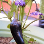19usd Ngryise 3000Pcs A set PURPLE JALAPENO PEPPER seed