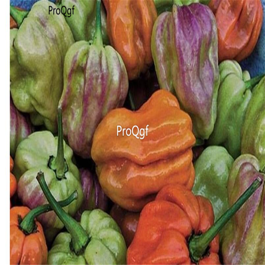19usd Ngryise 3000Pcs A set  colorful Habanero  Pepper Capsicum  seed