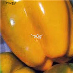 19usd ngryise 3000pcs Sansone F1 Hybrid Bell Pepper seed