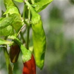 19usd ngryise 3000pcs Italian Pepperoncini Pepper seed