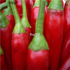 19usd Ngryise 3000Pcs A set  PROVENCE PEPPER French seed
