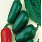 19usd ngryise 3000pcs Mitla F1 Hybrid Hot Pepper  seed