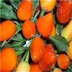 19usd Ngryise 3000Pcs A set   Orange Salsa Pepper seed