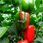 19usd Ngryise 3000Pcs A set Emerald Giant Pepper  seed